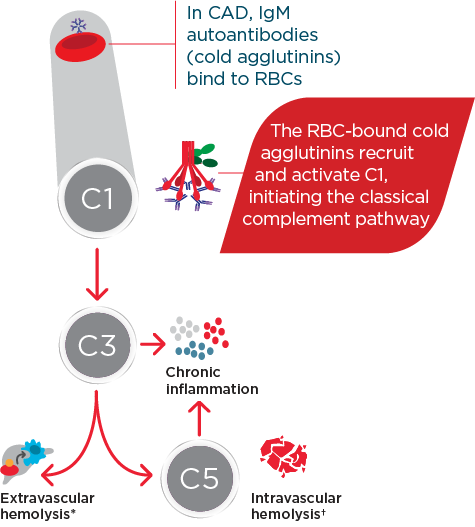 Diagram depicting IgM autoantibodies binding to RBCs and activating C1 triggering chronic hemolysis and inflammation in CAD
