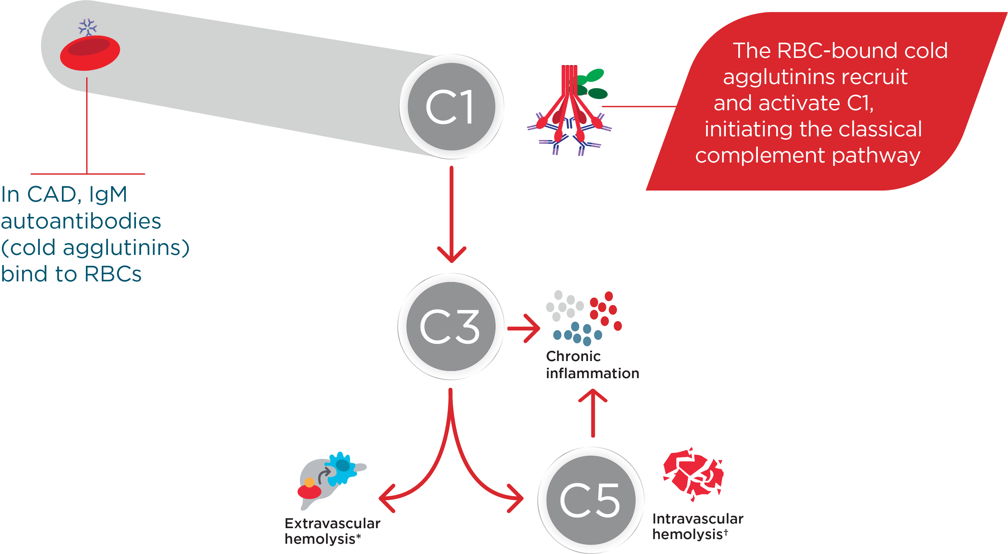 Diagram depicting IgM autoantibodies binding to RBCs and activating C1 triggering chronic hemolysis and inflammation in CAD